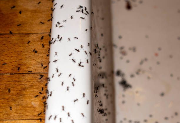 Best Pest Removal Services  in Hewlett Harbor, NY