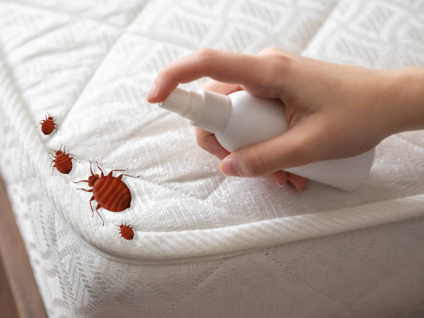 Reliable Hewlett Harbor, NY Pest Control Solutions
