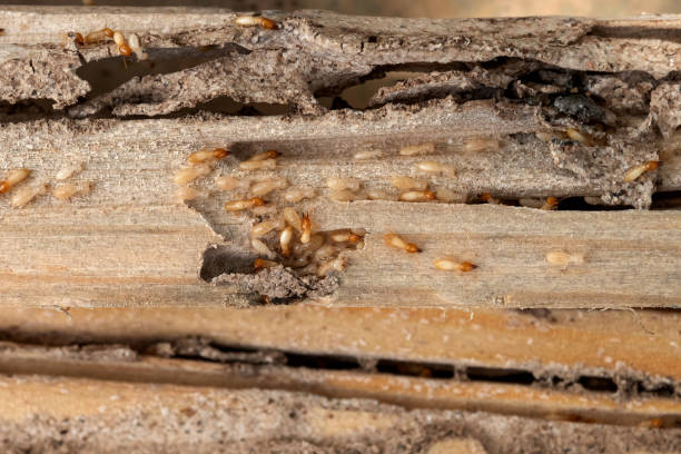 Best Mosquito Control Services  in Hewlett Harbor, NY